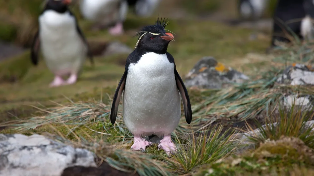 Siyah beyaz penguen