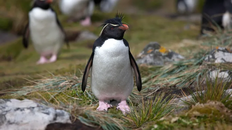 Siyah beyaz penguen